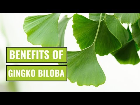 Video: Ginkgo Biloba (plant) - Beneficial Properties And Uses Of Ginkgo Biloba, Ginkgo Biloba Extract, Leaves. Ginkgo Biloba Oil And Tea