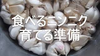 スーパーで買った中国産ニンニクの植え付け準備