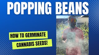 Germinating cannabis seeds