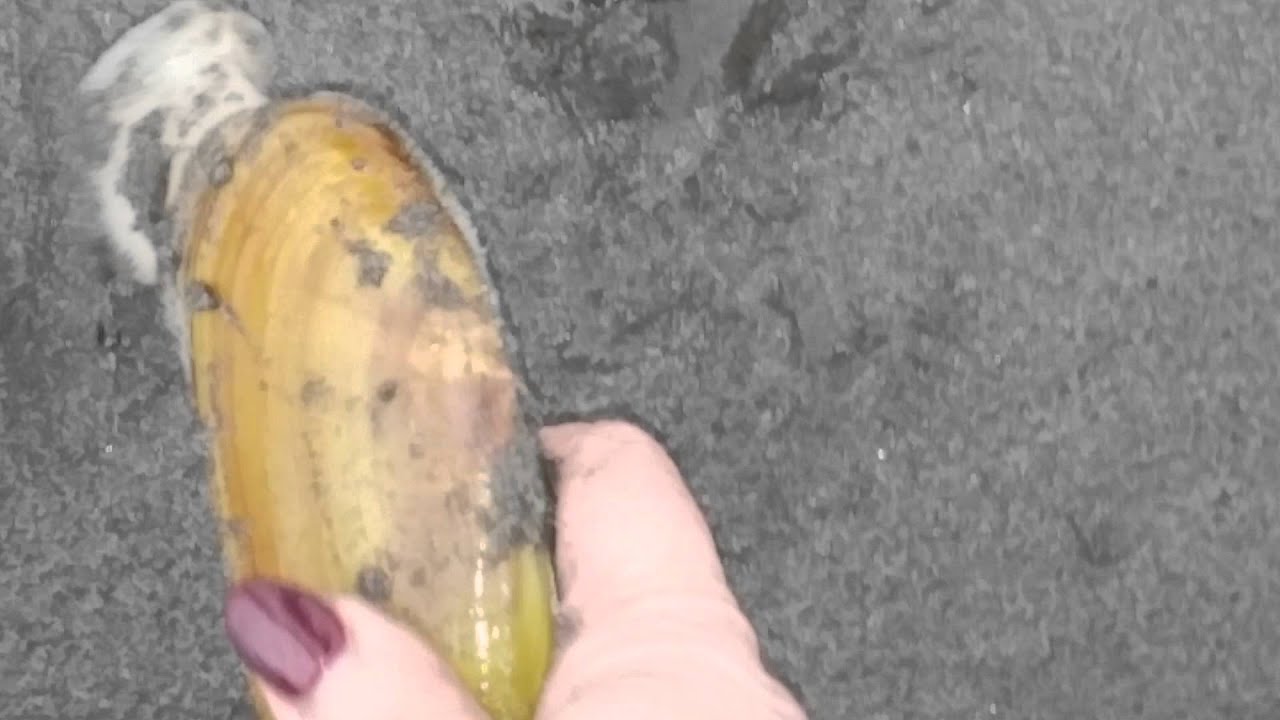 Razor Clams digging back into the sand. YouTube