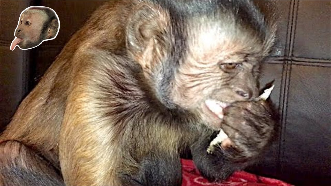 Capuchin Monkey Slays ThanksGiving Turkey! - YouTube