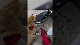 Biker Rescues Stray Cat