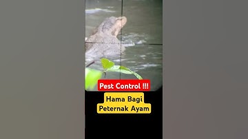 Monitor lizard hunting / Berburu Biawak Super Monster #shorts #hunting #lizard #berburu