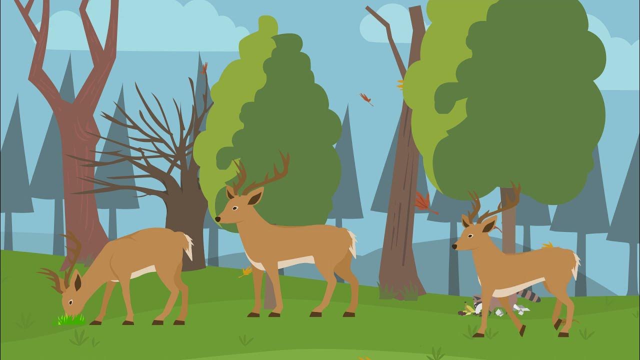 What to Do if You Hit a Deer YouTube