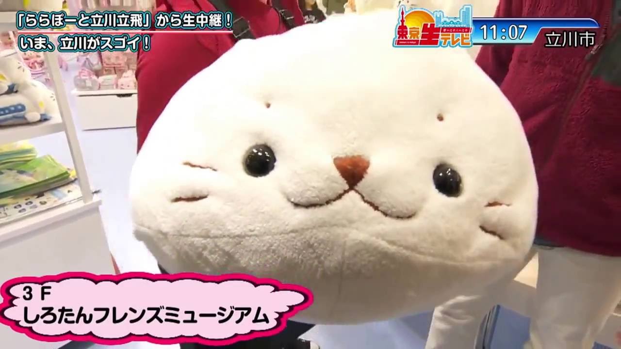 しろたん：テレビ出演 - 東京生テレビ(2016年1月9日/20160109)