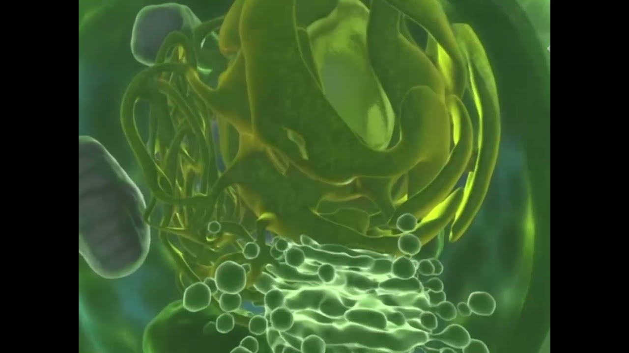 Zoom in/out from the leaf to a plant cell Biology