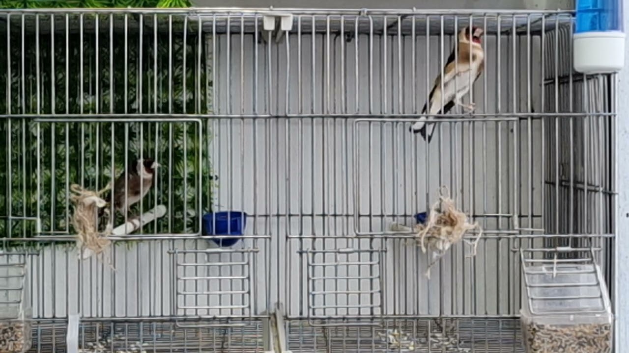 نزع الحجز الفاصل بين الأنثى و الذكر لأول مرة...ماذا سيحصل بعد ذلك