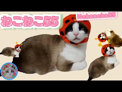 【Eテレ】ねこねこ55のテーマ曲をのせ猫気分で 0655 Hawaiian mood Nekoneko 55