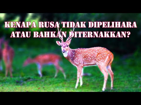 Video: Apakah rusa akan memakan sabit?