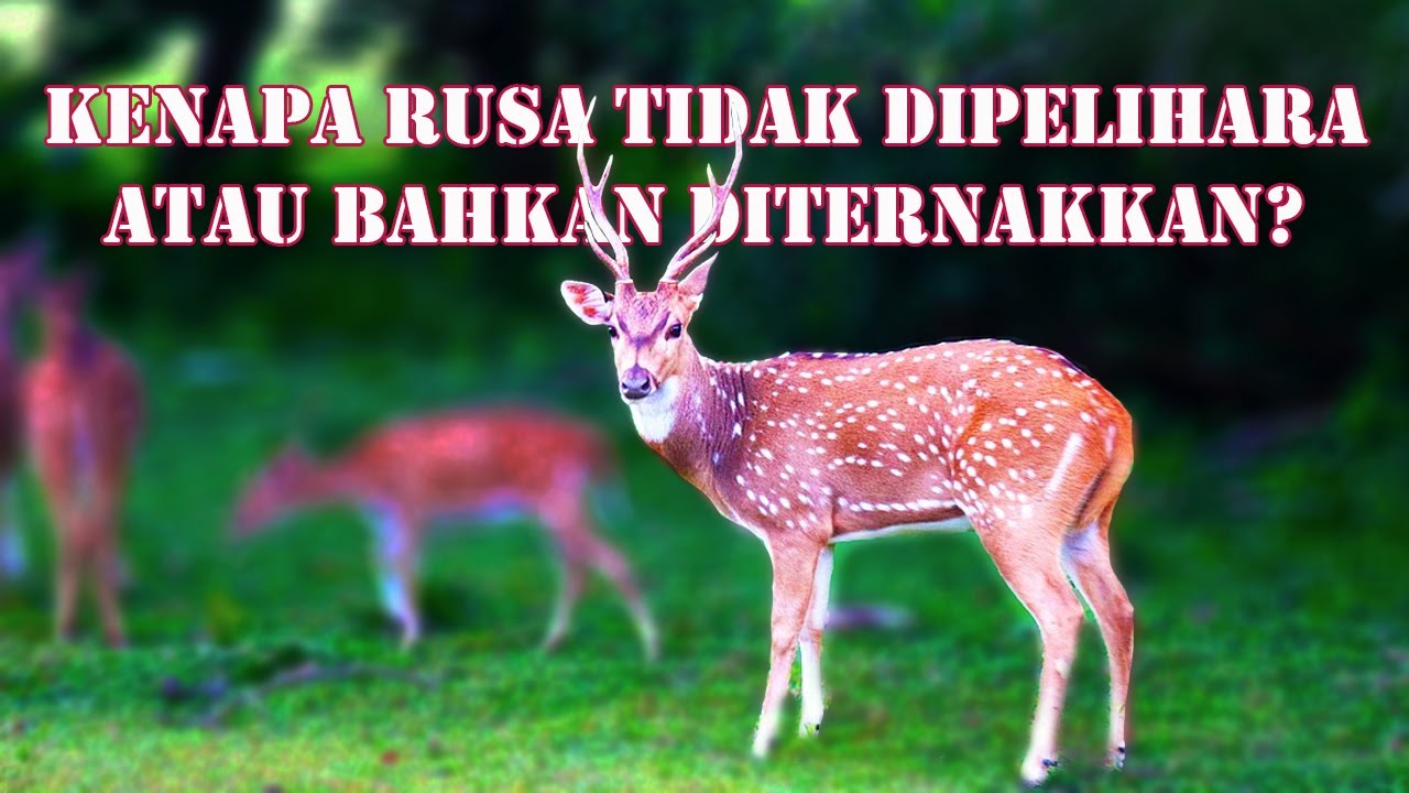 Kenapa Rusa Tidak Diternakkan?