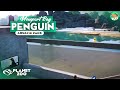 Penguin Bay - Newport Bay Episode 01 - Lets Play Planet Zoo Franchise