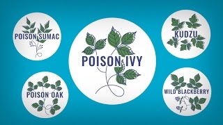 How Do I Get Rid of Poison Ivy?