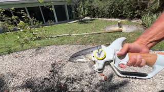 Cutting down a Tree with InoKraft Mini Chainsaw