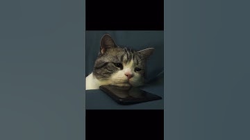 Thumbnail of #song #music #coversong #cute #beautiful #cuteanimals #cat #cutecats