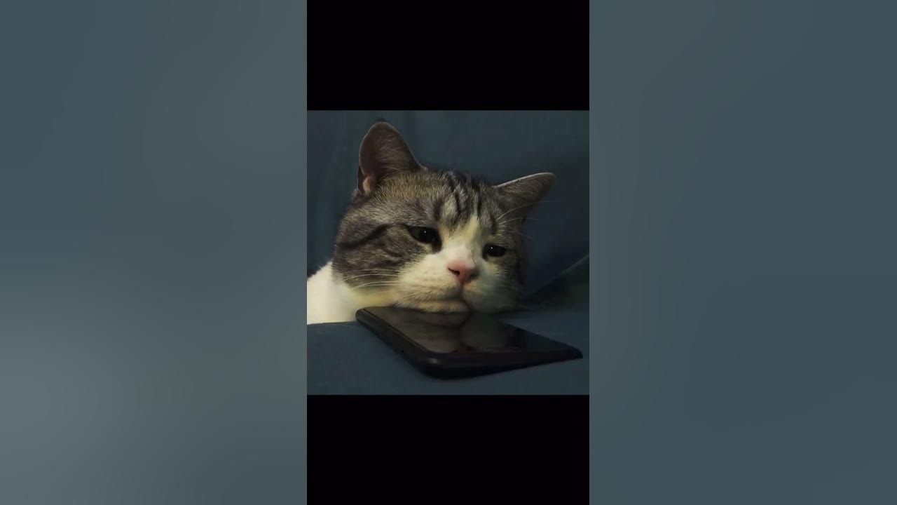 #song #music #coversong #cute #beautiful #cuteanimals #cat #cutecats