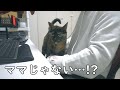 ママのにゃんガルーパーカーを着たらサビ猫モモちゃんは入るのか？