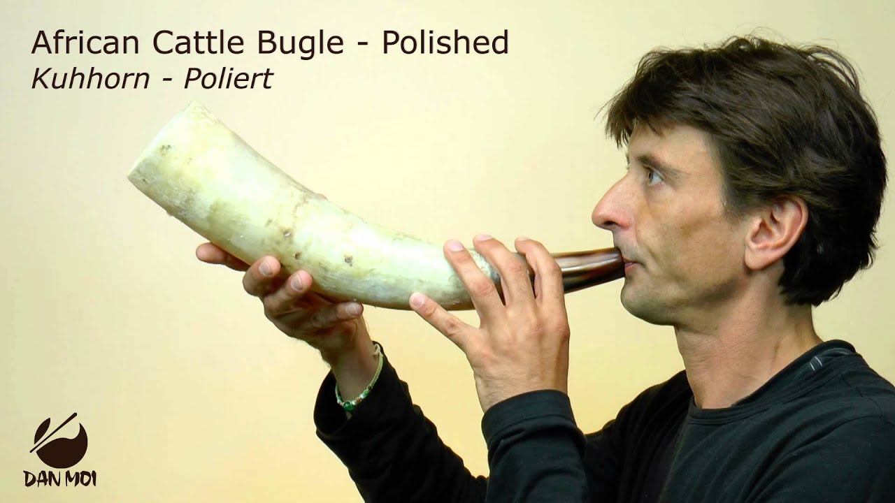 African Cattle Bugle - Polished - YouTube