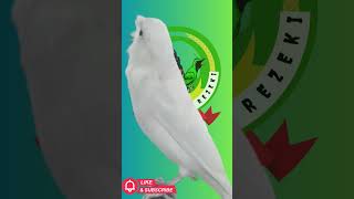 Download Lagu kenari MP3