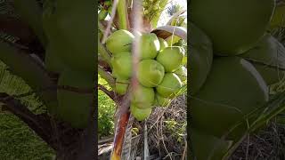 Green Coconut Dhigurah Island Maldives Best Drink Ever Healthy Beautiful
