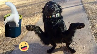 Funny Dogs And Cats Videos 2024   Best Funniest Animal Videos #9