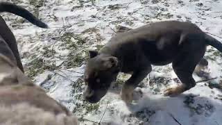 Out With Some Of The Bulls