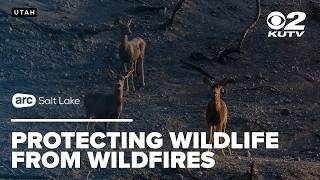 How is wildlife impacted from wildfires? How Do Wildfires Impact Utah S Wildlife