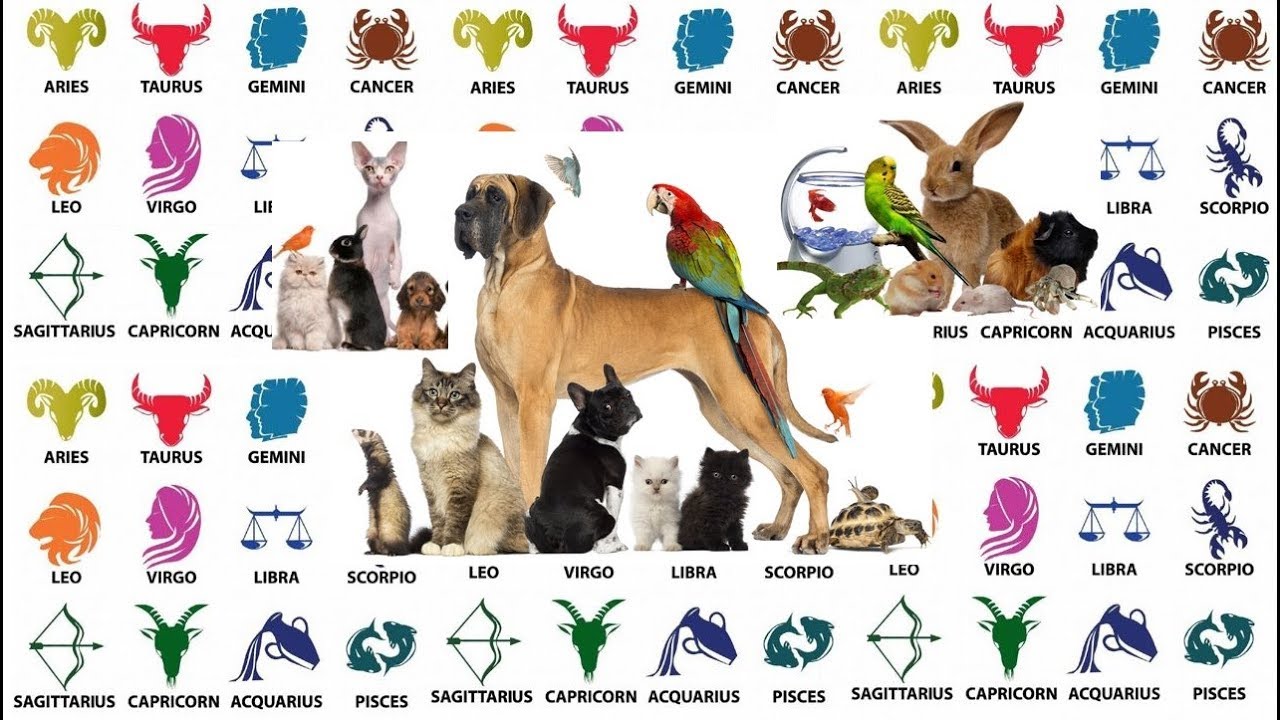 Best Pet Choices According to Your Zodiac Sign - YouTube