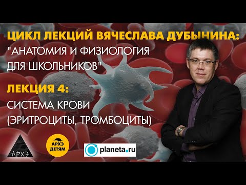 Вячеслав Дубынин: "Система крови" (Лекция 4)