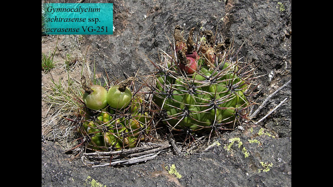 Разнообразие Gymnocalycium achirasense