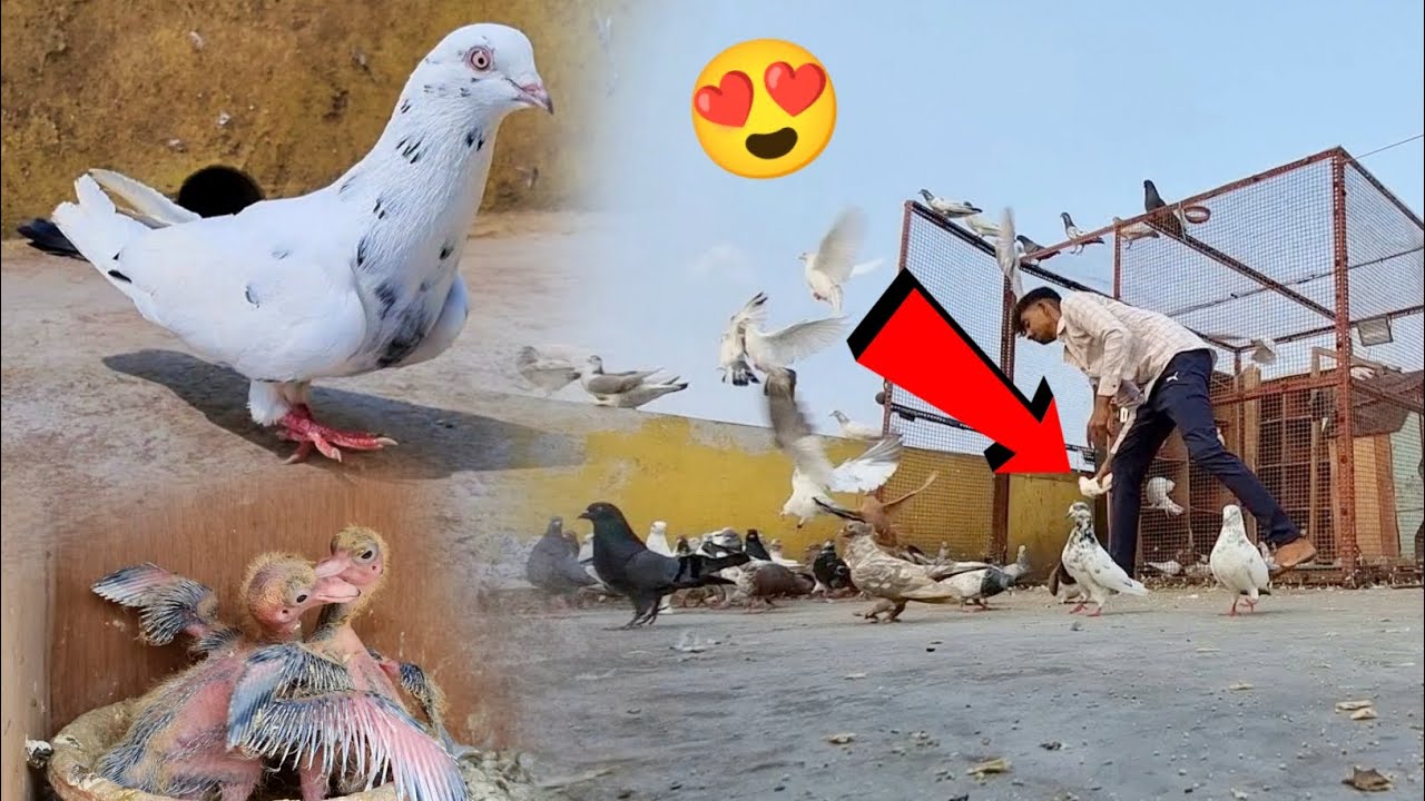 Kalduma Kabootar Pkda 😍 || Kya Ye Allahabadi Kabootar Hai 🤔