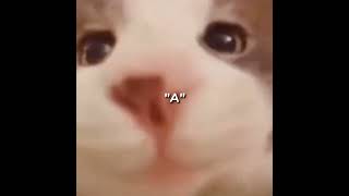 Kedi Sizi Öpüyor Siz De Onu Yapın Lütfen Ağlar Yoksa A Ğ A Ğ A Ğ