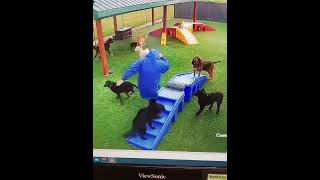 Working at a dog daycare is pure chaos… or paradise.🐶😂#dogdaycare #dogs #doglover #doglife #fyp
