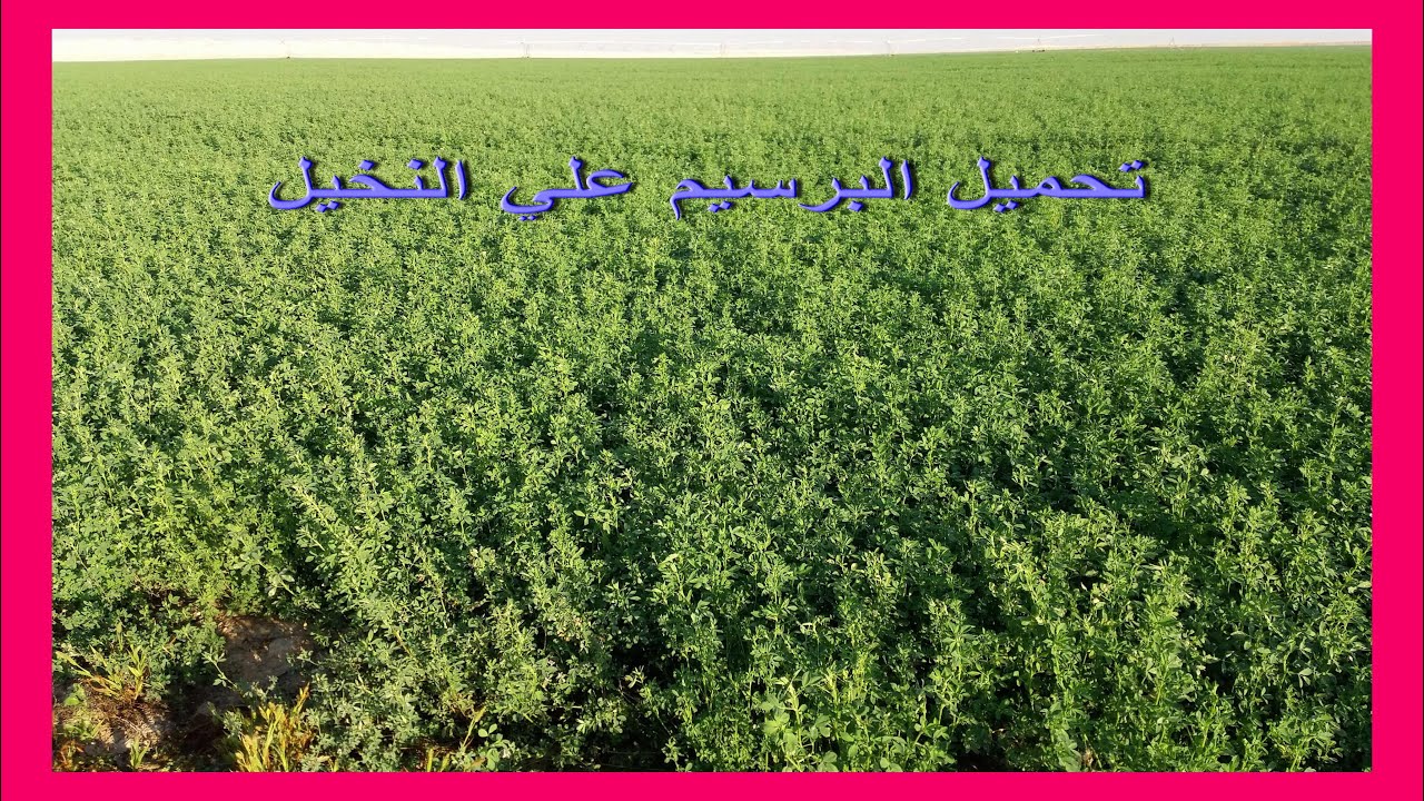 تحميل البرسيم على أشجار النخيل