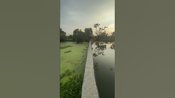 Mô hình nuôi ốc nhồi, ốc bươu đen  năng suất #hieuthuysanvnua #ocnhoi #ocbuouden