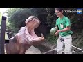 A hippo eat watermelon