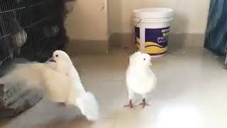 King pigeon white show