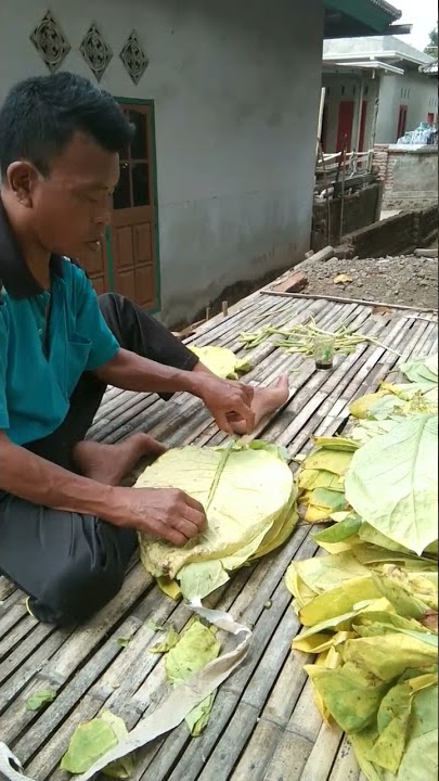 Perusahaan Rokok Bakal Rugi,#Tembakau khas Lombok#Olahan tembakau traditional
