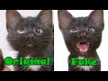 Cat meme fake vs original  crossed eyed meme cat