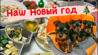 VLOG❤️Наш новый год|собачки|подготовка,новогодняя суета!! Йоркширские терьеры | ДЕНЬ С НАМИ 31.12.22