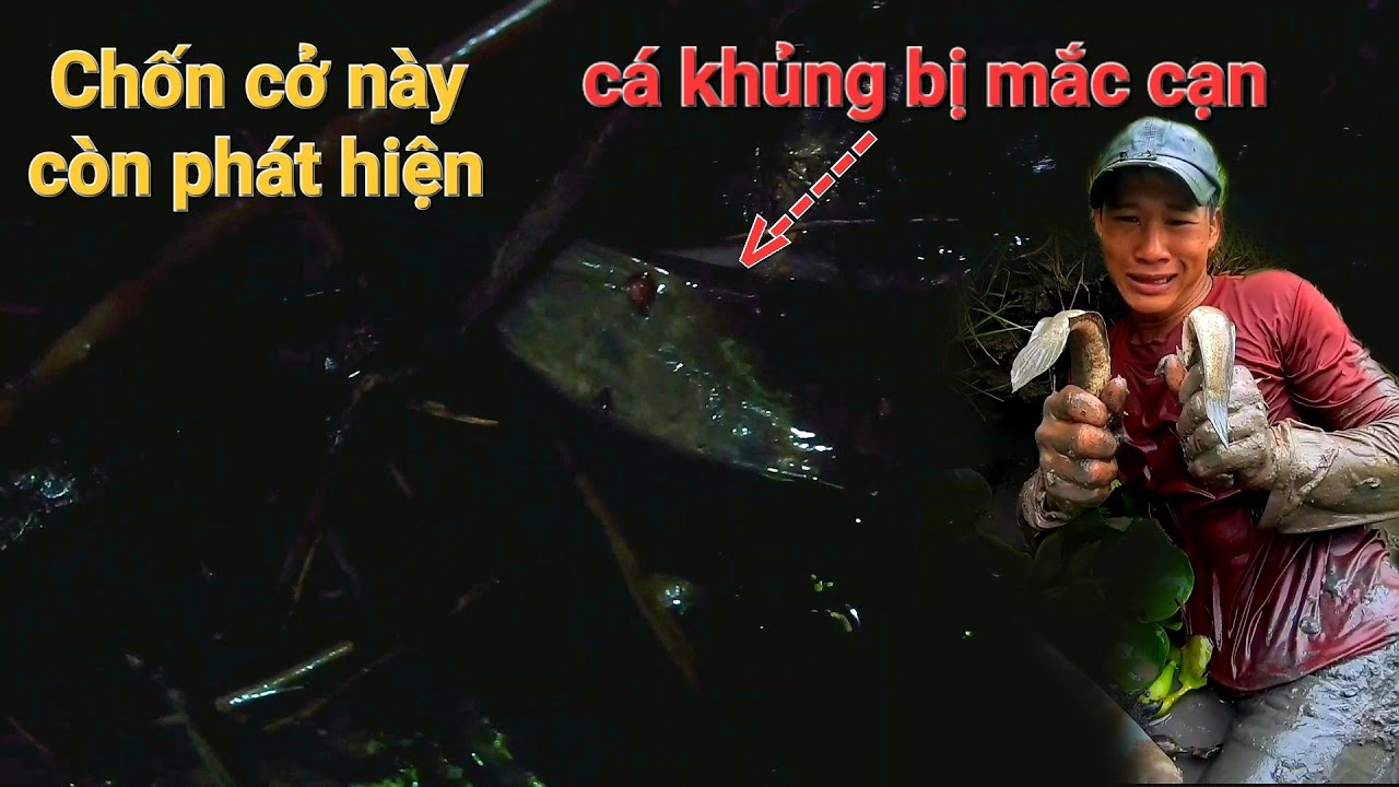 Mò cá theo con kênh cạnh trúng ngay luồn cá lóc cá chê bò lúc nhút khi ...