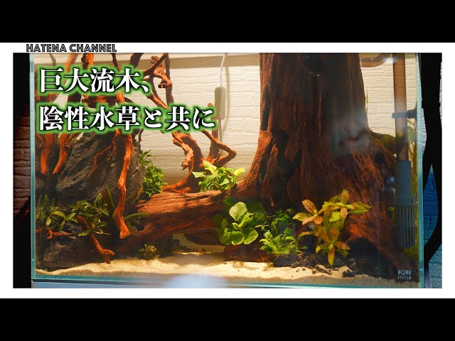 No CO2] Setting up a giant driftwood layout in a 60cm high