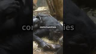 Amazing Chimpanzees Our Closest Relatives!