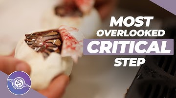 Playbook to Earning TRUE Customers in the Reptile Industry | #ballpython #snake #reptiles