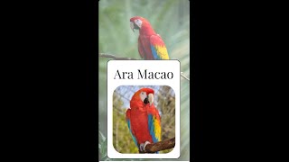 Ara Macao - a mix of Tarentula, Bovista and Paris quad screenshot 4