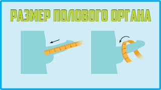 Опубликована карта размеров пениса по странам Опубликована карта размеров пениса по странам