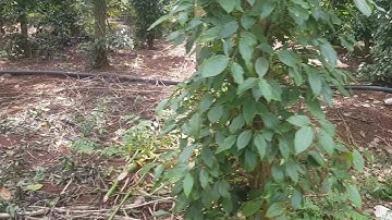 NVT1347 Bán 5 sào đất xã  Bàu Lâm mặt tiền đường nhựa gần mặt hồ giá 450tr/sào