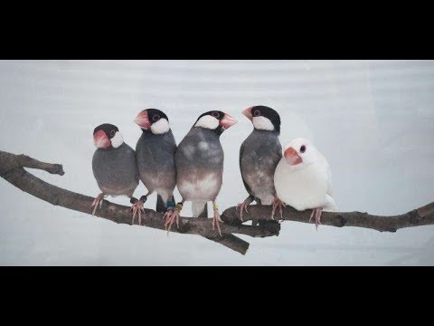 TINY CUTE JAVA SPARROWS (H D)