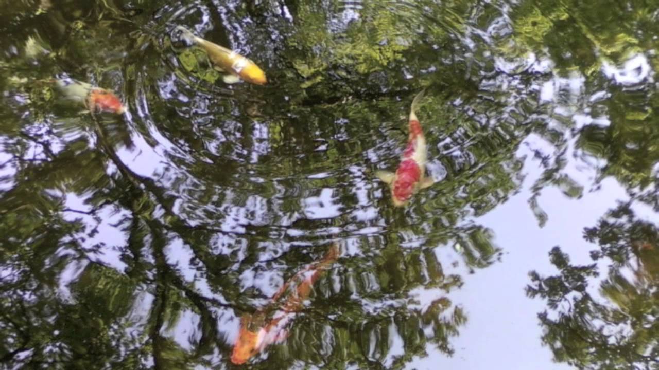 Одинокий пастух . Красивая музыка . Парк Sigurtà - YouTube