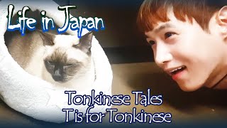 [Tonkinese Tales] T is for Tonkinese