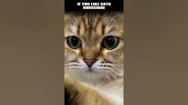 Video 11240311: american shorthair cute cat, cat big eyes